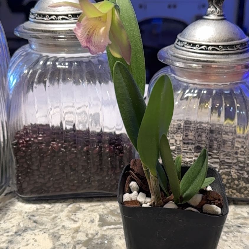 Photo of the plant species Cattleya Key Lime Stars by @DearLionsear56 named Tree Diddy on Greg, the plant care app