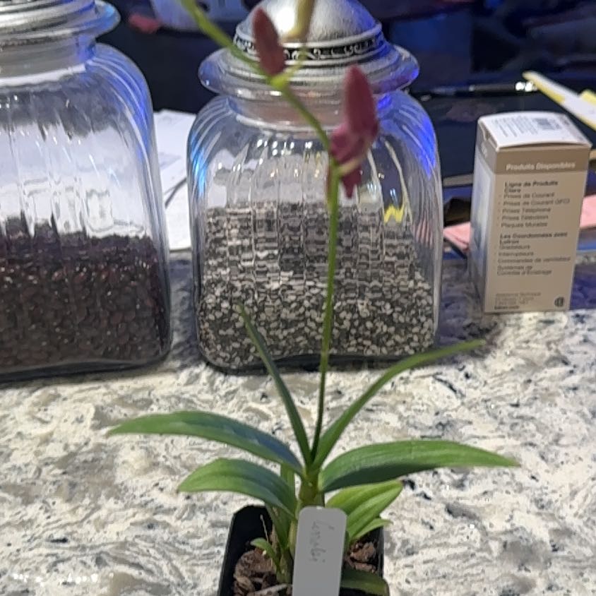 Photo of the plant species Dendrobium 'Enobi Purple' by @DearLionsear56 named Bigleef Smalls on Greg, the plant care app