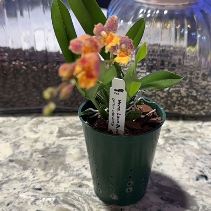 Photo of the plant species Lava Burst Pacific Sunrise Orchid by @DearLionsear56 named Nithin on Greg, the plant care app