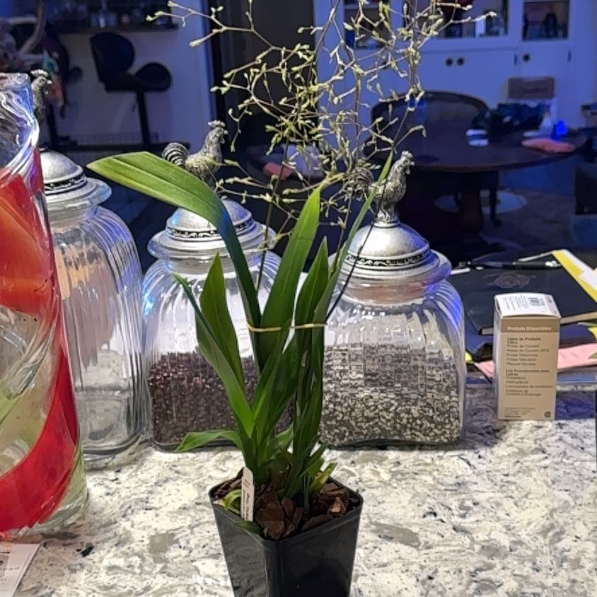 Photo of the plant species Oncidium HOF by @DearLionsear56 named Prince on Greg, the plant care app