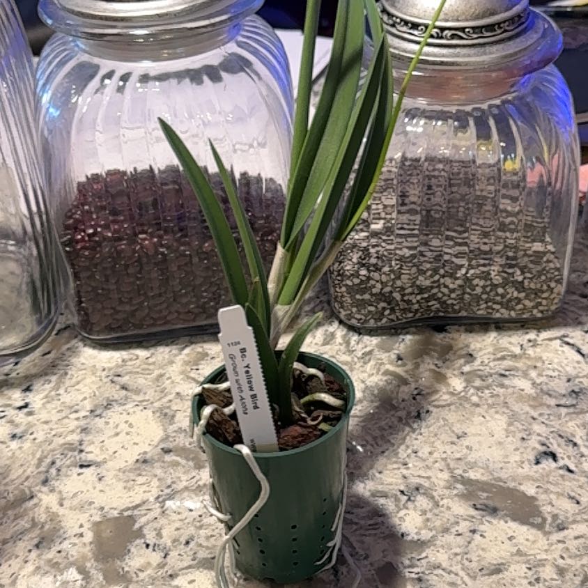 Photo of the plant species Brassocattleya Yellow Bird 'Richard Mueller' by @DearLionsear56 named Marley on Greg, the plant care app