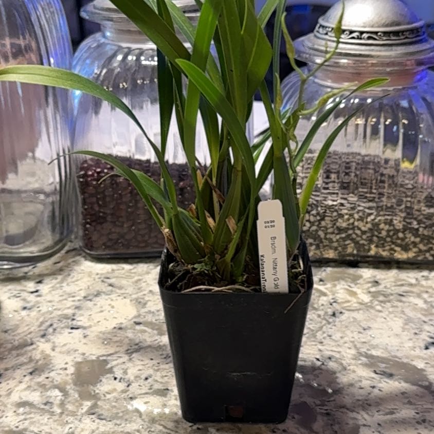Photo of the plant species Nittany Gold by @DearLionsear56 named Daphne on Greg, the plant care app