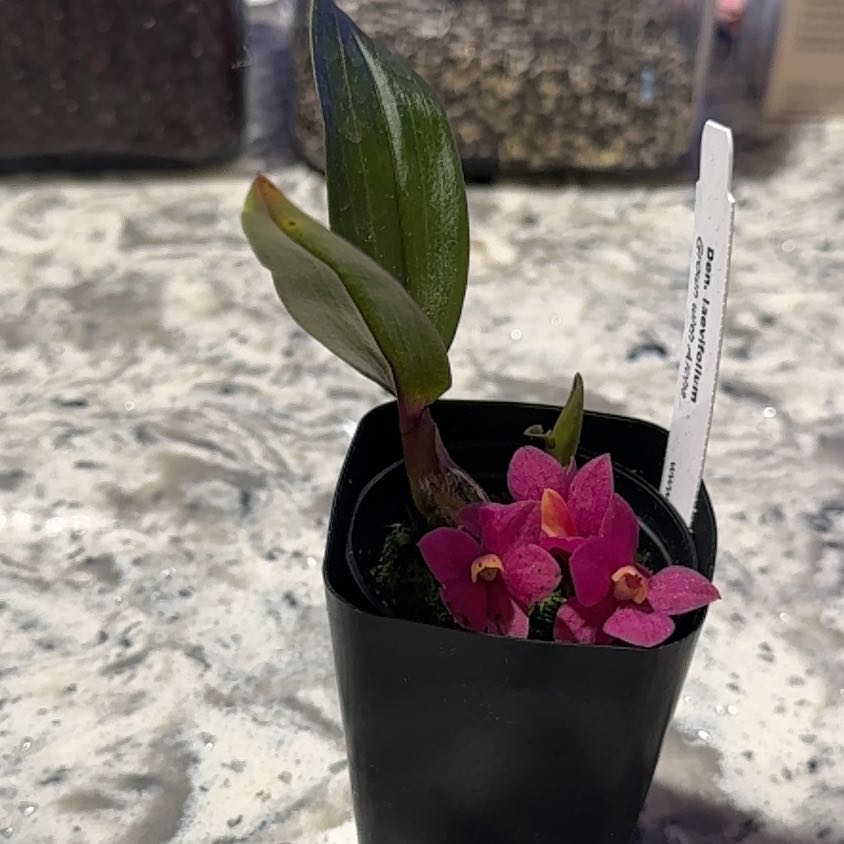 Photo of the plant species Dendrobium by @DearLionsear56 named Robert Plant on Greg, the plant care app