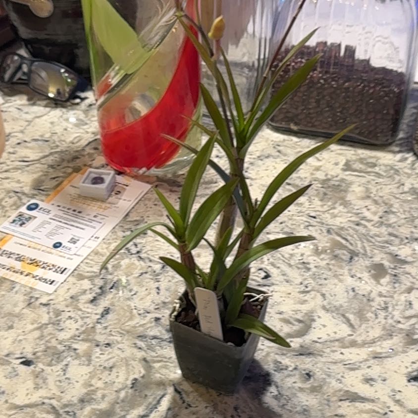 Photo of the plant species Dendrobium by @DearLionsear56 named Kardashian on Greg, the plant care app