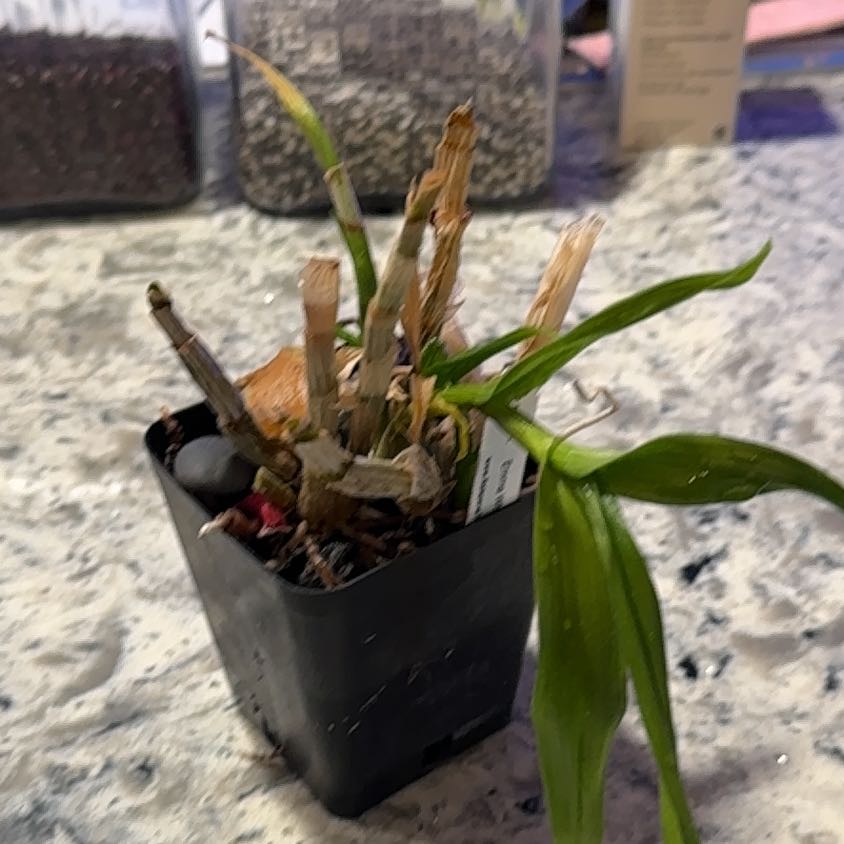 Photo of the plant species Dendrobium by @DearLionsear56 named Kesha on Greg, the plant care app