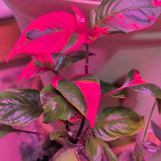 Photo of the plant species Joseph's Coat 'Partytime' by @DevotedMakole65 named Elle on Greg, the plant care app