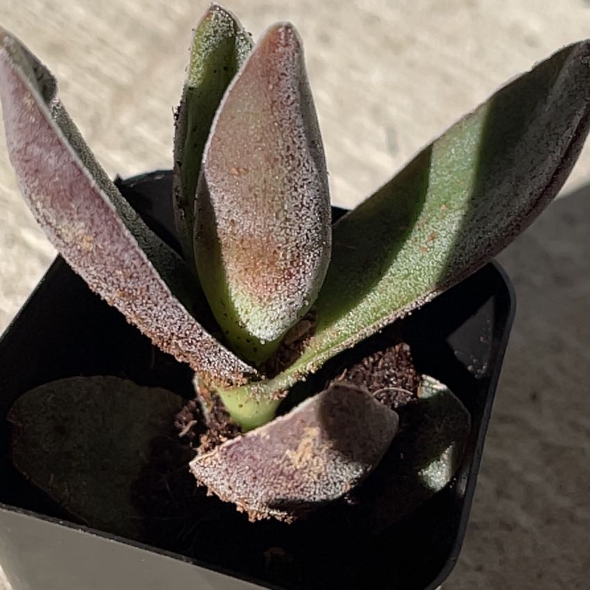 Photo of the plant species Crassula 'Garnet Lotus' by @SisterNatalplum named Elle on Greg, the plant care app
