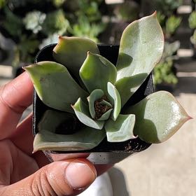 Photo of the plant species Echeveria 'Blue Sky' by @SisterNatalplum named Gobi on Greg, the plant care app