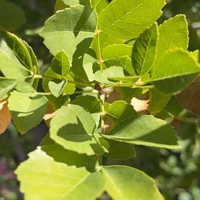 Photo of the plant species Fragrant Sumac by @DeluxeCorn19 named McKinley on Greg, the plant care app