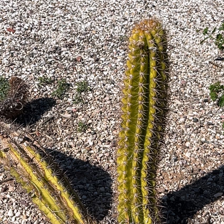 Photo of the plant species Organ Pipe Cactus by @DeluxeCorn19 named Bieber on Greg, the plant care app