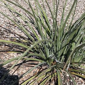 Photo of the plant species Banana Yucca by @DeluxeCorn19 named Bigleef Smalls on Greg, the plant care app