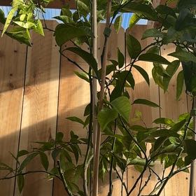 Photo of the plant species Nules Clementine by @HotCat70 named Clementine on Greg, the plant care app