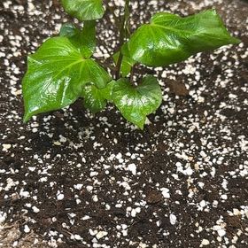 Photo of the plant species Sweet Potato 'Sweet Caroline Red' by @HotCat70 named Sweet Tater on Greg, the plant care app