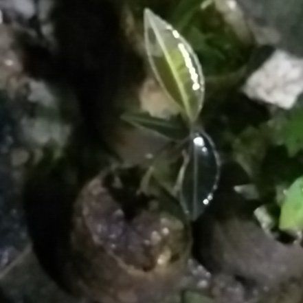 Photo of the plant species Downy Rattlesnake Plantain by @SnappyCamelina named LiloStitch on Greg, the plant care app