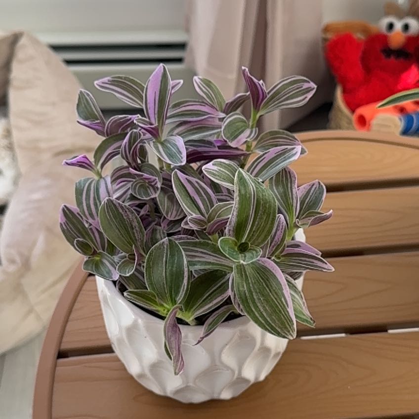 Photo of the plant species Sweet Sweetness by @DaintyLichen70 named Maya on Greg, the plant care app