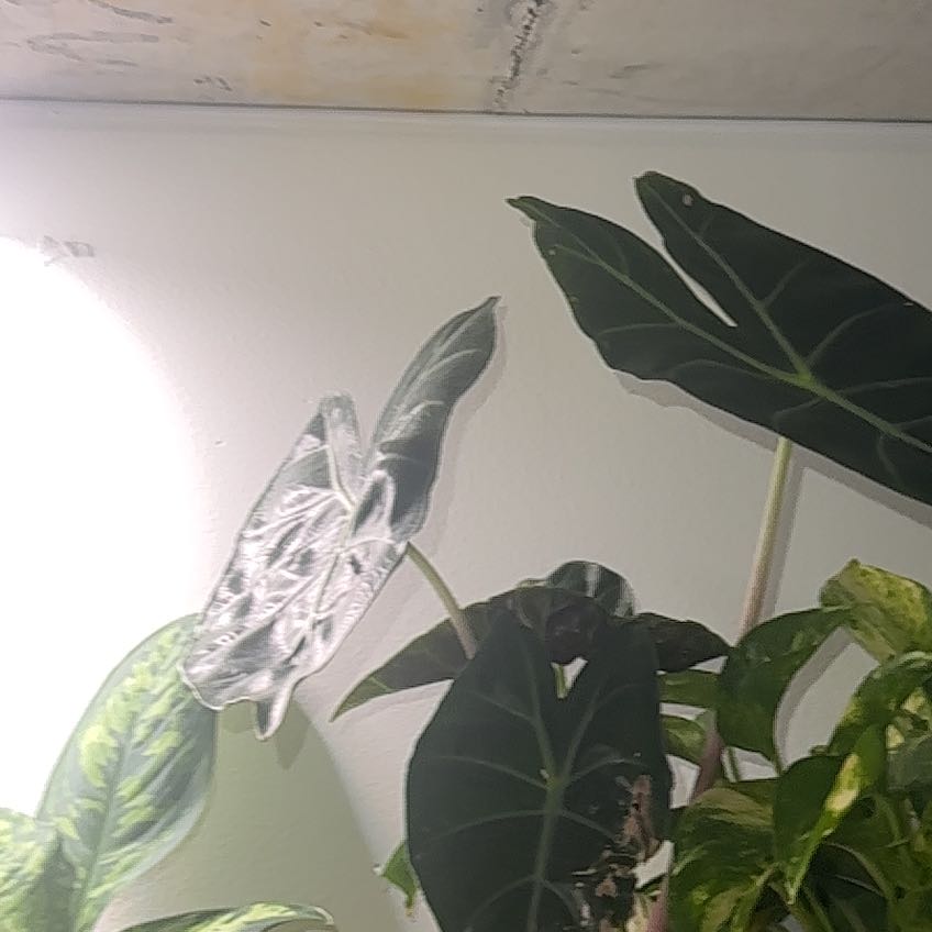 Photo of the plant species Alocasia by @Plantywitch named Duke on Greg, the plant care app