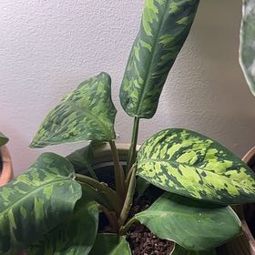Photo of the plant species Camoflage by @Plantywitch named Clooney on Greg, the plant care app