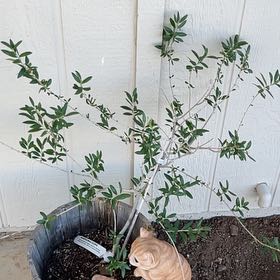 Photo of the plant species Arbequina Olive Tree by @BriskOrpine82 named Harmony on Greg, the plant care app