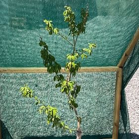 Photo of the plant species Blood Orange by @BriskOrpine82 named Tree Diddy on Greg, the plant care app