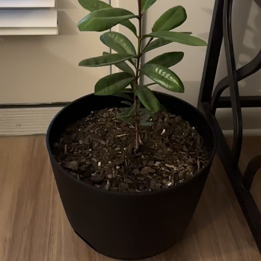 Photo of the plant species Bay Rum Tree by @GoldenDyebush48 named Athena on Greg, the plant care app