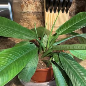 Photo of the plant species Philodendron campii by @EminentOtanthus named Foxxy on Greg, the plant care app