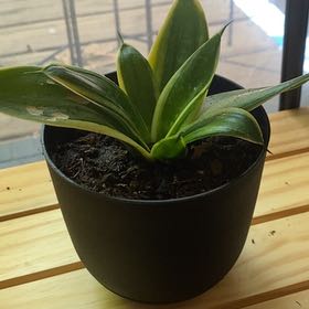 Photo of the plant species Dwarf Snake Plant by @Ev_Marie_K named Bodhi on Greg, the plant care app