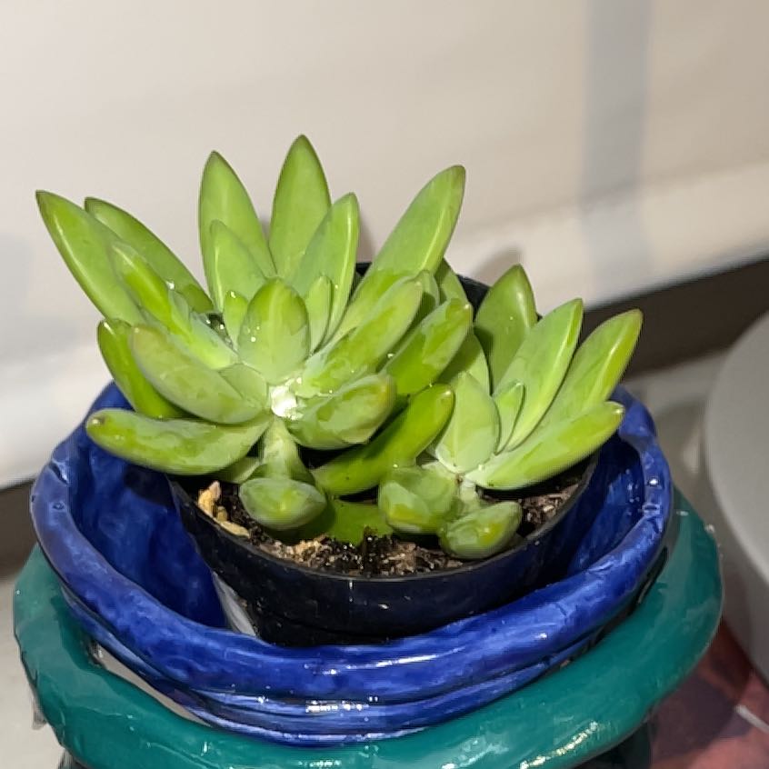 Photo of the plant species Assorted Sedum by @SolidlyWeed38 named Athena on Greg, the plant care app