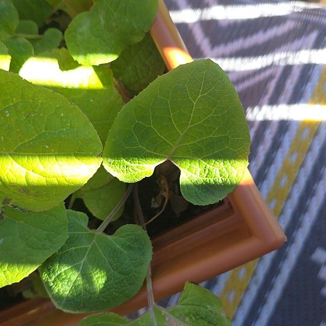 Photo of the plant species Purple Bamboo by @SinewyAraceae named Wall-E on Greg, the plant care app
