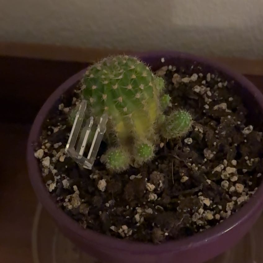 Photo of the plant species Argentine Giant by @ChiefFlax47 named Gomez on Greg, the plant care app