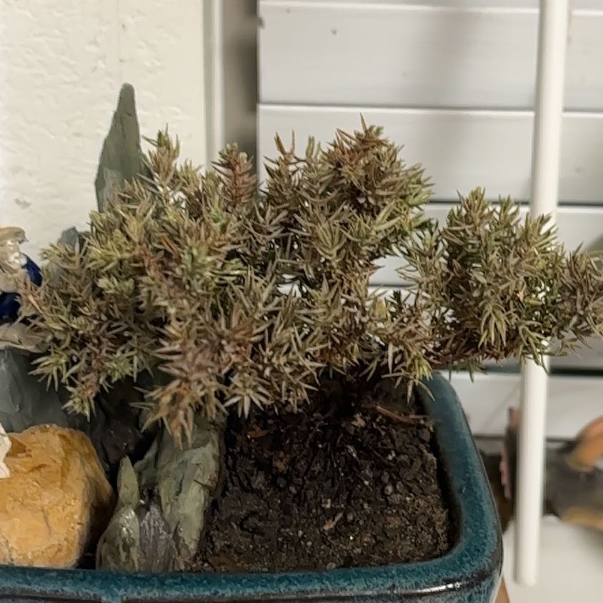 Bonsai