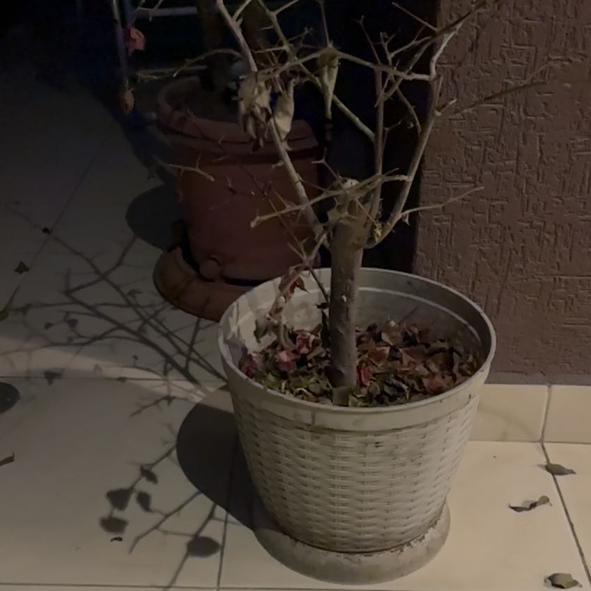 Photo of the plant species Bougainvillea Tree by @InventiveRimu40 named Kylie on Greg, the plant care app