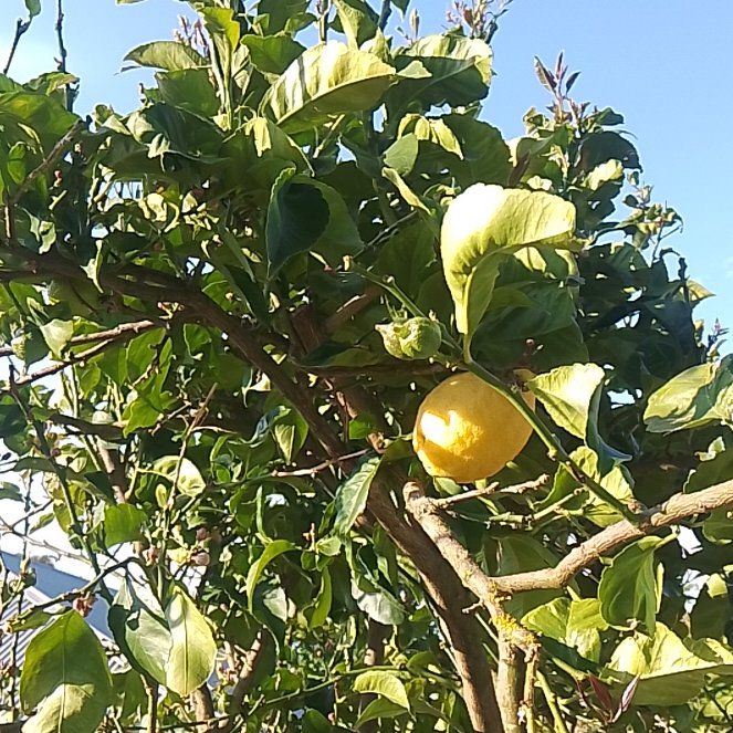Photo of the plant species Dwarf Lisbon Lemon Tree by @KeyRose54 named Nemo on Greg, the plant care app