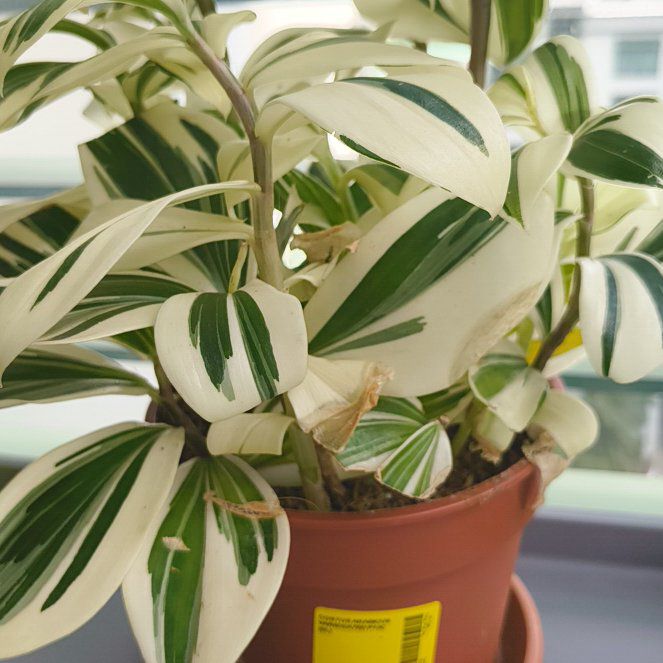 Photo of the plant species Variegated Spiral Ginger by @LargeDill30 named ruth on Greg, the plant care app