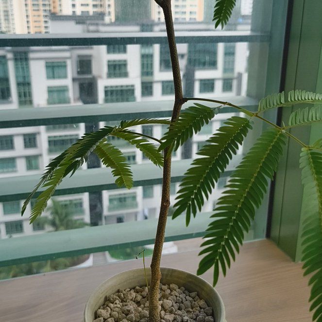 Photo of the plant species Everfresh Tree by @LargeDill30 named Lola on Greg, the plant care app