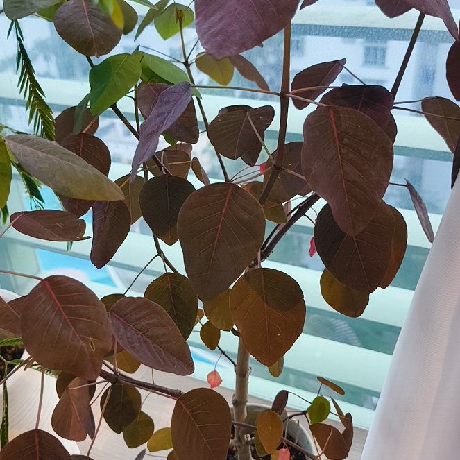 Photo of the plant species Caribbean Copper Plant by @LargeDill30 named Demi on Greg, the plant care app
