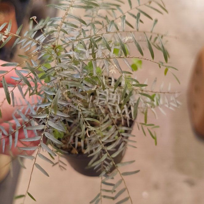 Photo of the plant species Tropical Leaf Flower (Variegated) by @LargeDill30 named Anne on Greg, the plant care app