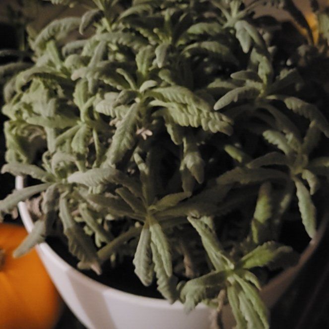 Photo of the plant species Goodwin Creek Lavender by @PoshPhalsa59 named Ronaldo on Greg, the plant care app