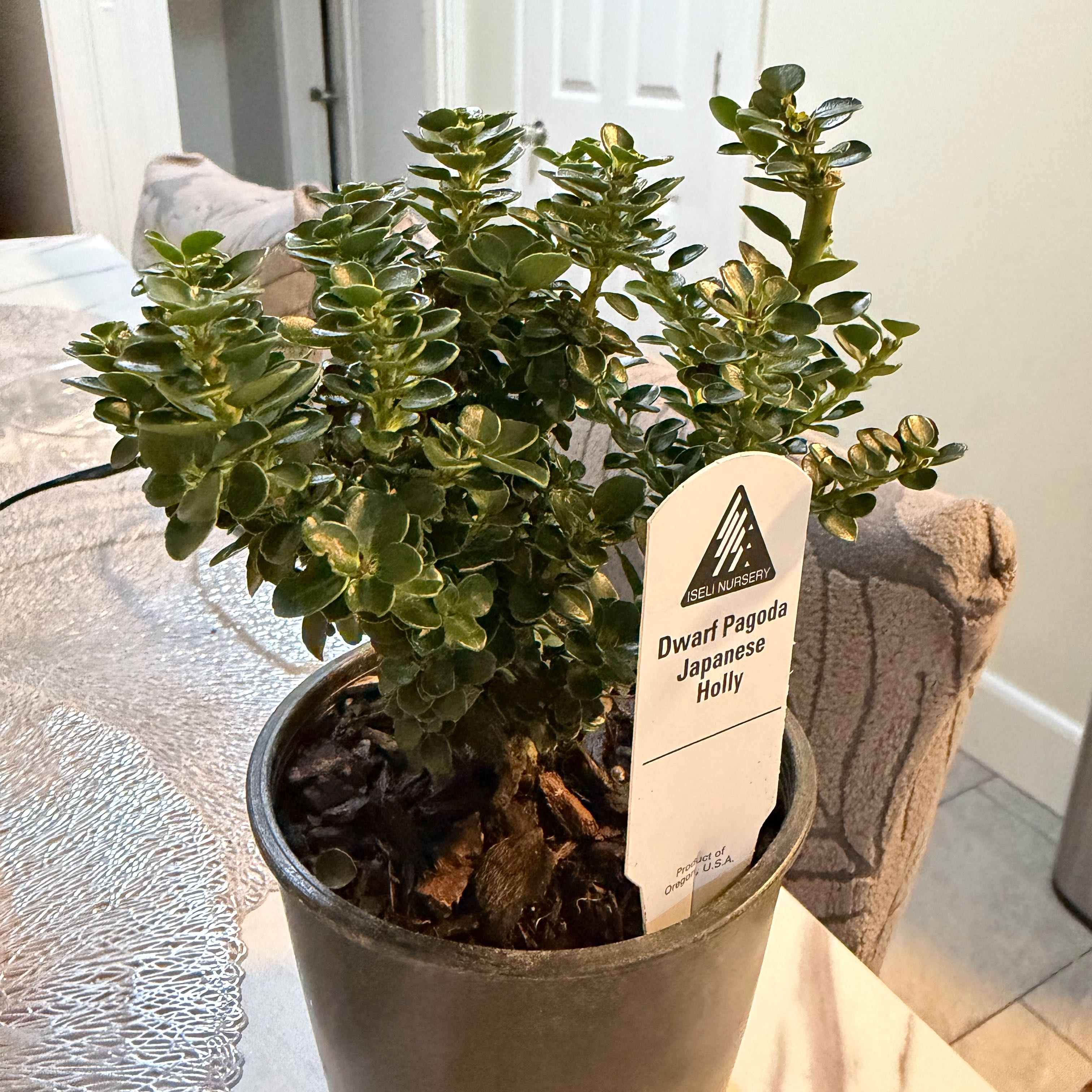 Photo of the plant species Dwarf Pagoda by @VastBibi1 named Tupot amaroot on Greg, the plant care app
