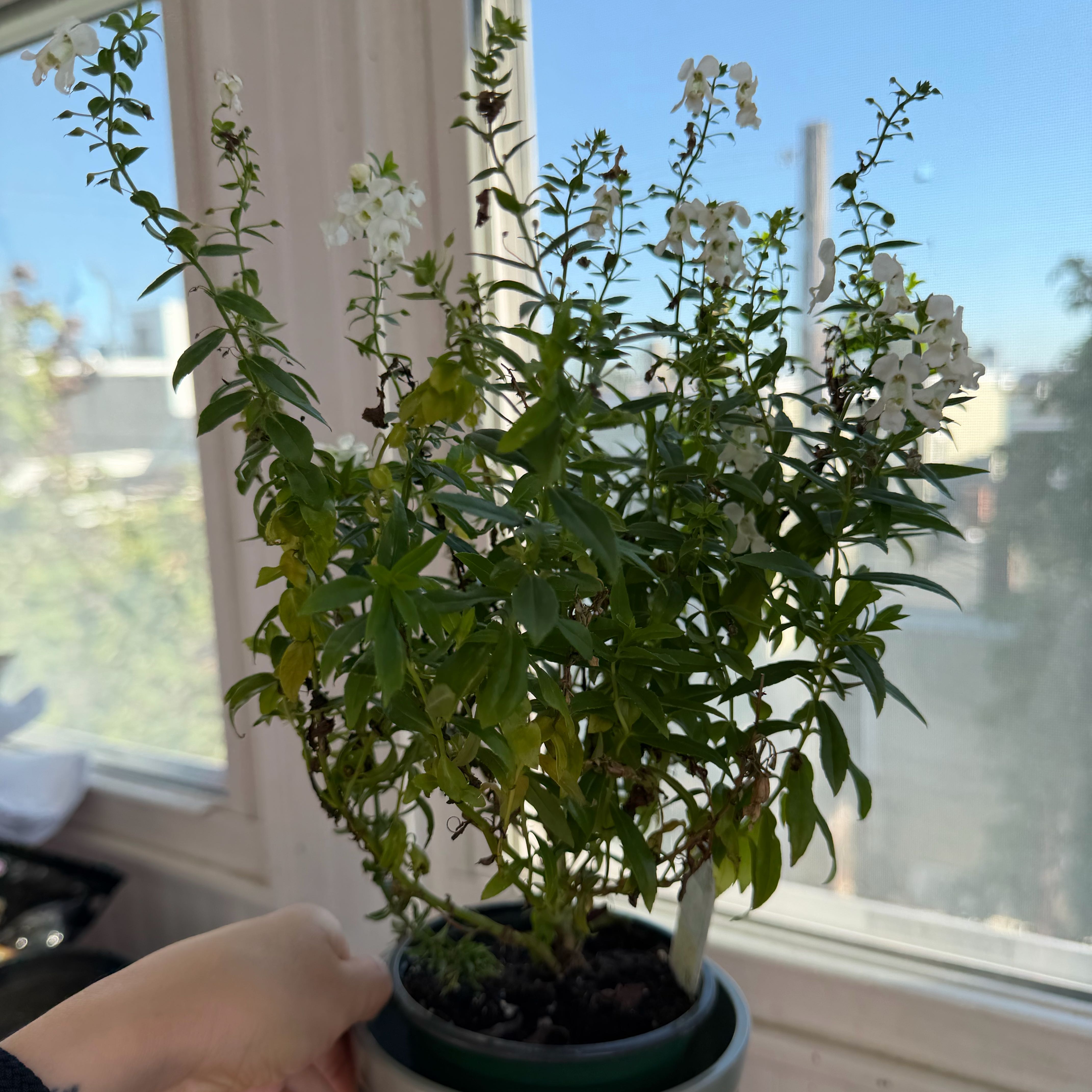 Photo of the plant species Angelonia by @VastBibi1 named Sanders on Greg, the plant care app