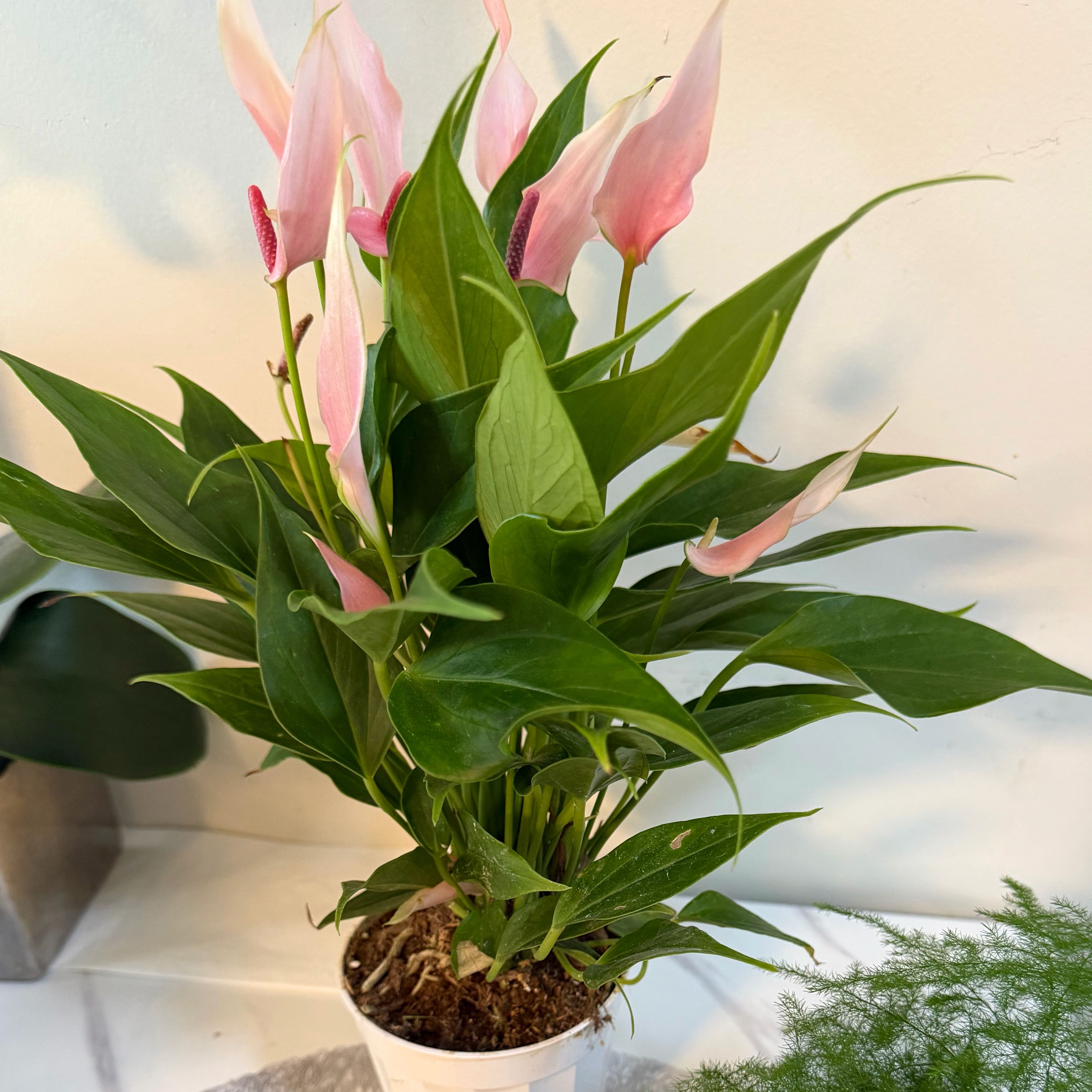 Photo of the plant species Pink Peace Lily by @VastBibi1 named Gates on Greg, the plant care app