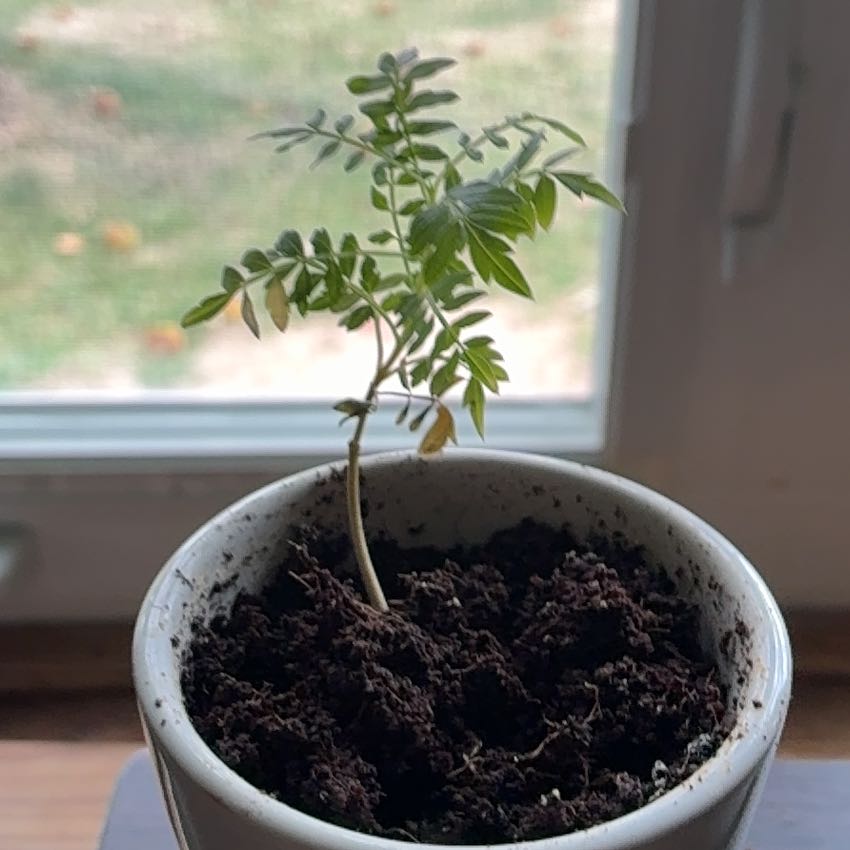 Photo of the plant species Jacaranda mimosifolia by @myname named Gravy on Greg, the plant care app