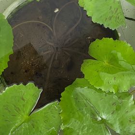 Photo of the plant species Star Lotus by @ZealAgarito25 named Kylie on Greg, the plant care app