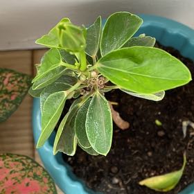 Photo of the plant species Hula Hibiscus by @ZealAgarito25 named Hamilton on Greg, the plant care app