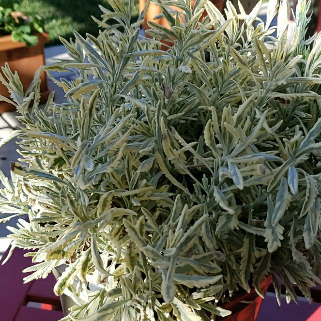 Photo of the plant species Lavender Mint Julep by @LargeBushpoppy named Beauregard Dior on Greg, the plant care app