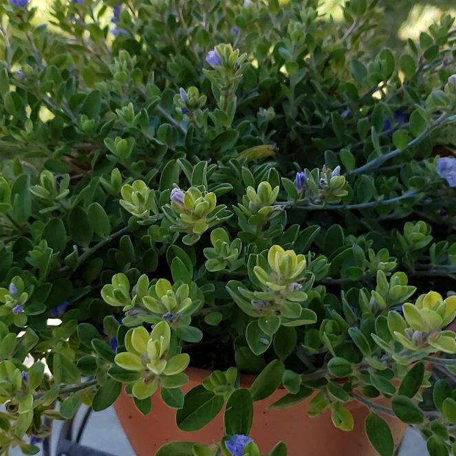 Photo of the plant species Blue Daze by @LargeBushpoppy named Bluey on Greg, the plant care app