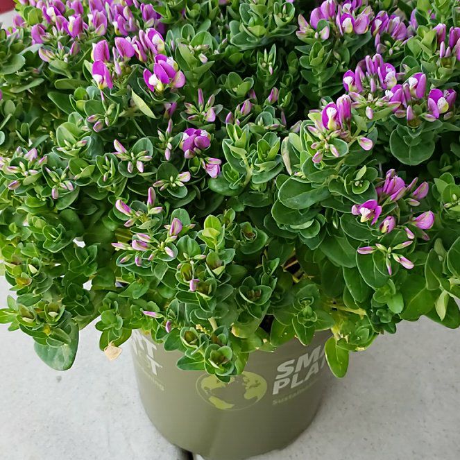 Photo of the plant species Myrtle-Leaf Milkwort by @LargeBushpoppy named Harry on Greg, the plant care app