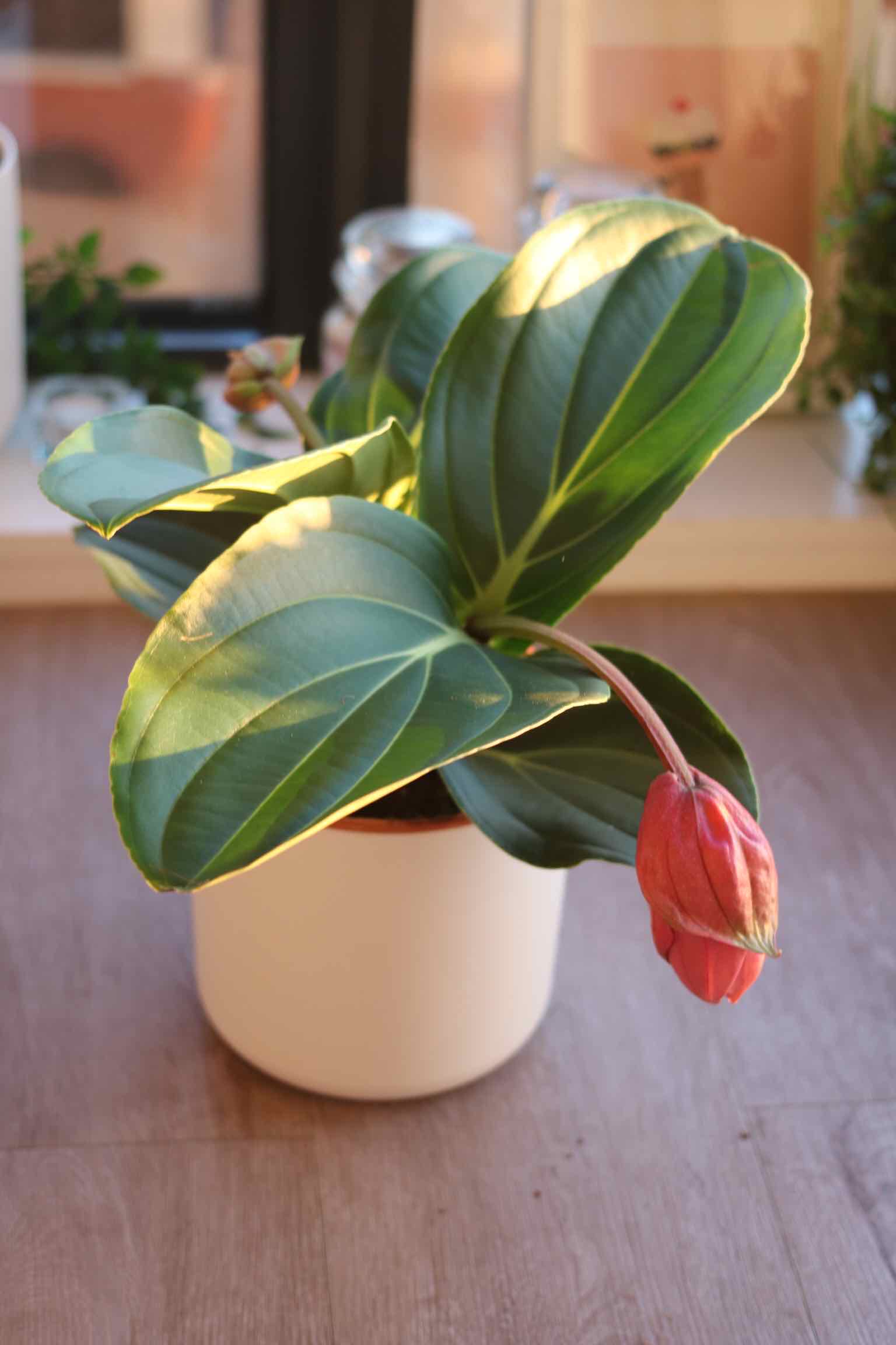 Showy Medinilla plant in a white pot with green leaves and a pink flower bud.