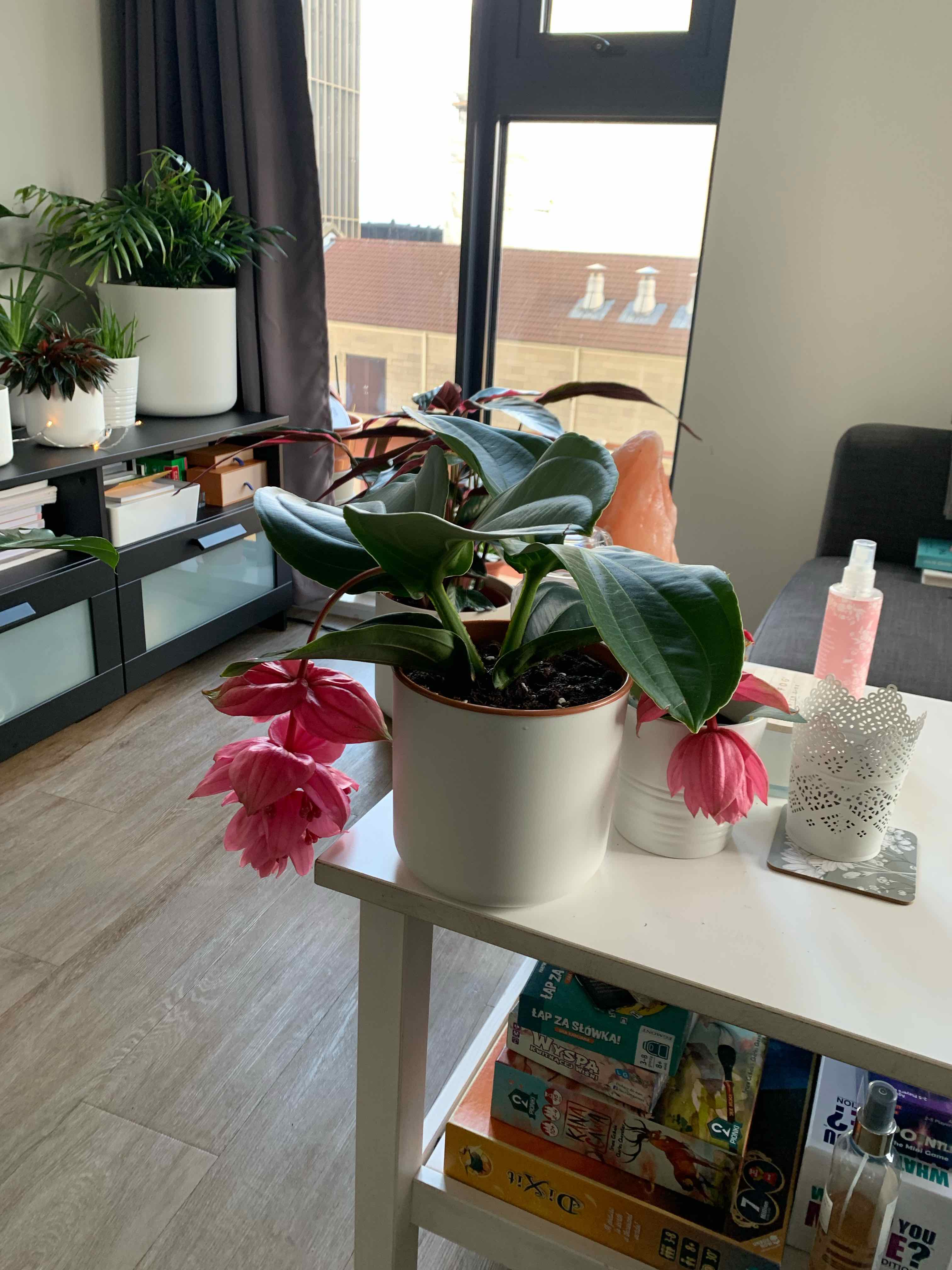 Showy Medinilla plant with pink flowers in a white pot indoors.