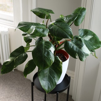 Philodendron 'White Princess' plant in Cheltenham, England