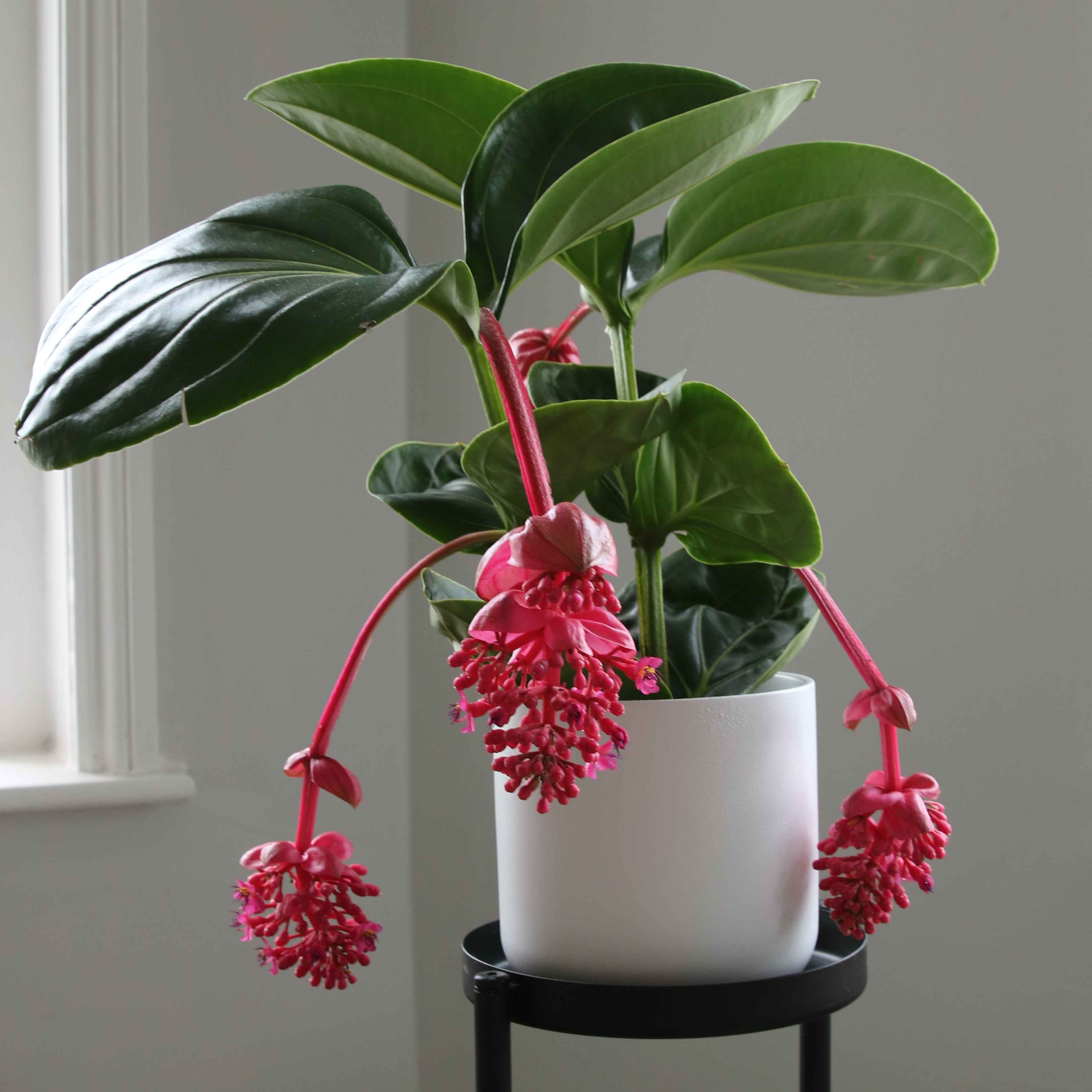 Showy Medinilla plant with large green leaves and pink flowers in a white pot.